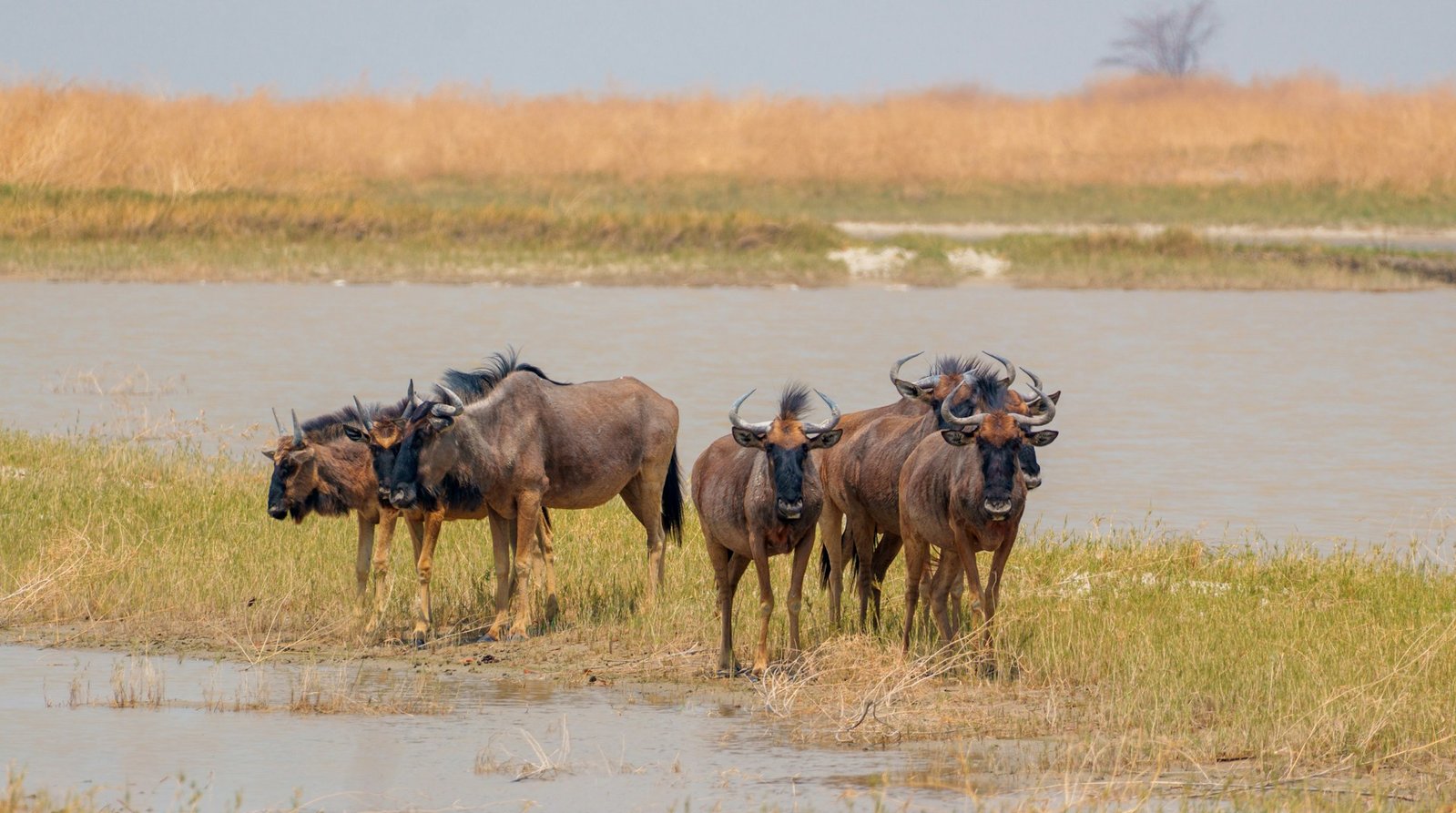 An image of wildbeests