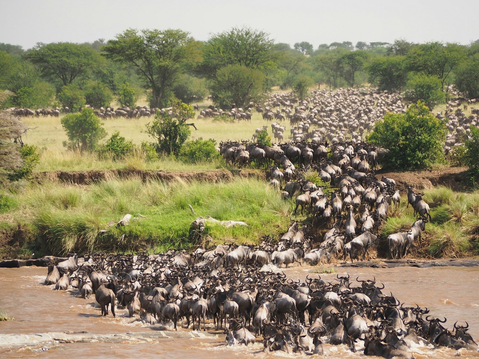 Chasing Giants on a Dime: Experiencing the Wildebeest Migration on a Budget (Smart Safari Hacks for Affordable Wildlife Encounters)