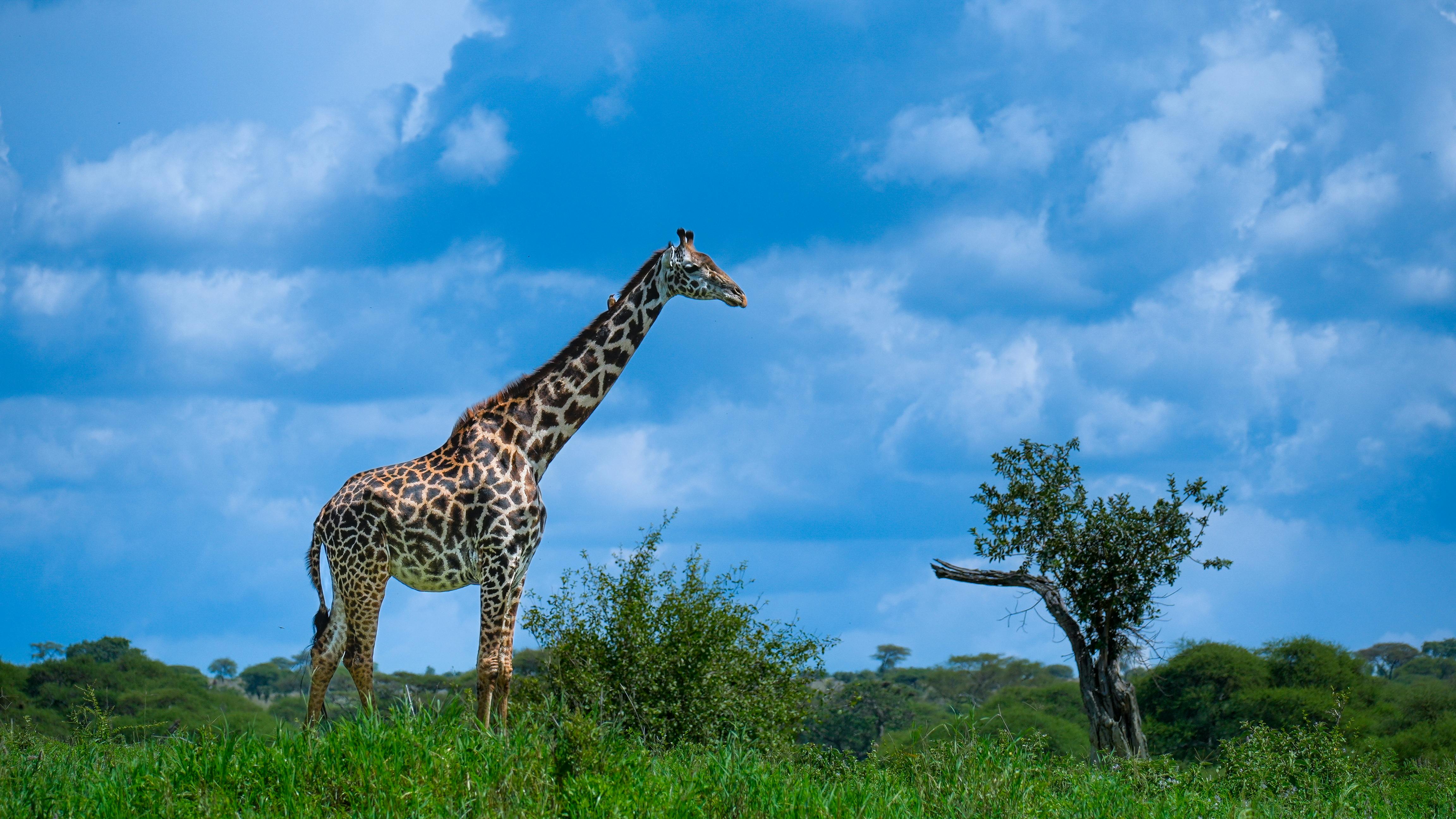 Cover Image for Why Tanzania Is Africa’s Best Safari Destination