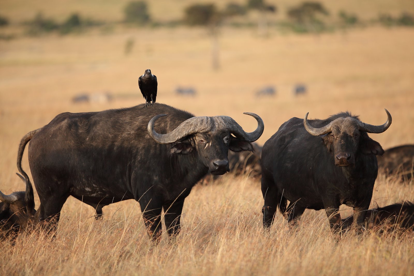 A powerful Cape Buffalo grazing in the Serengeti.