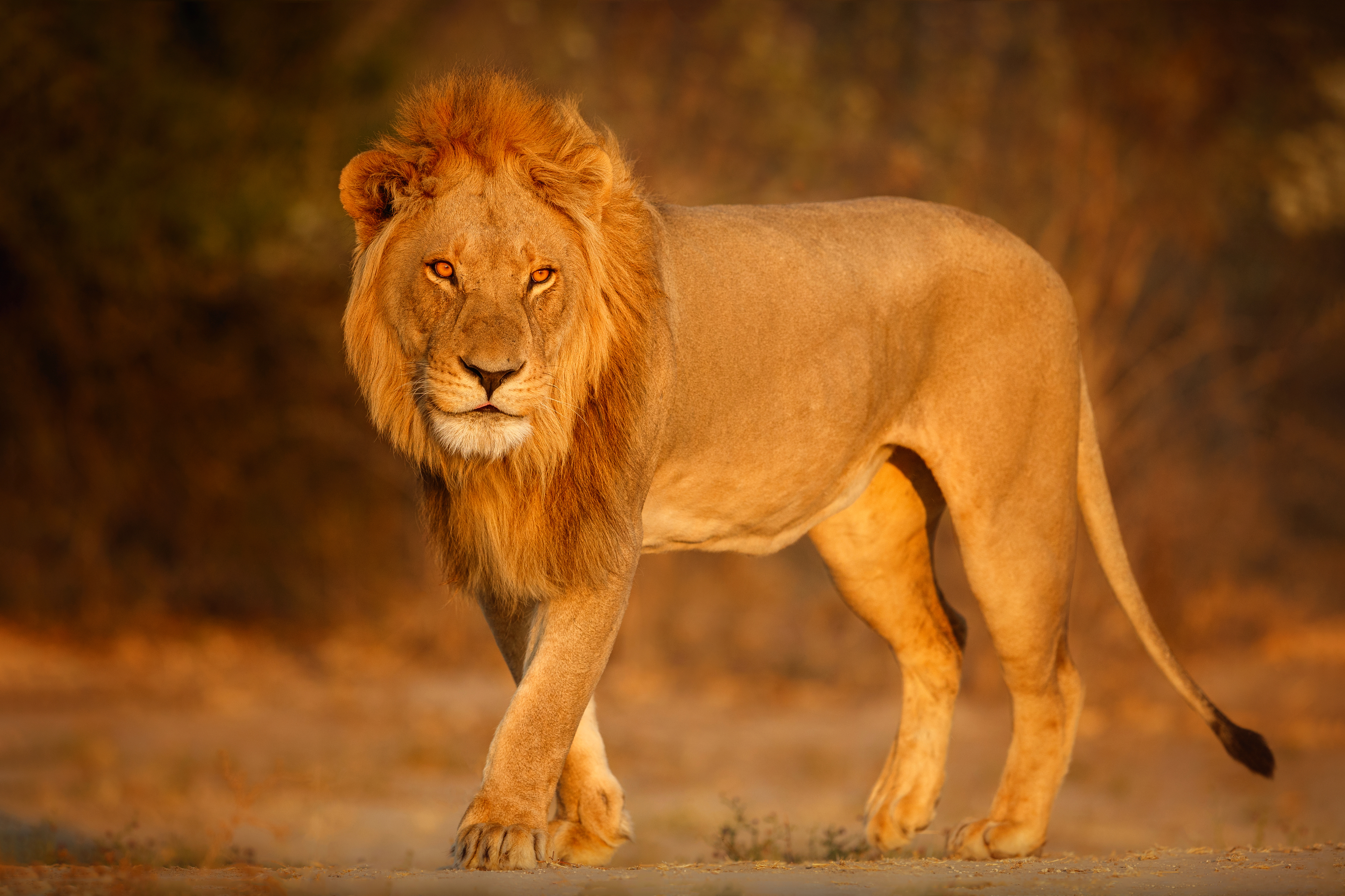 Cover Image for The Safari Superstars: Meeting Tanzania’s Iconic Big 5 (Your Ultimate Guide to Spotting Africa’s Most Legendary Animals)