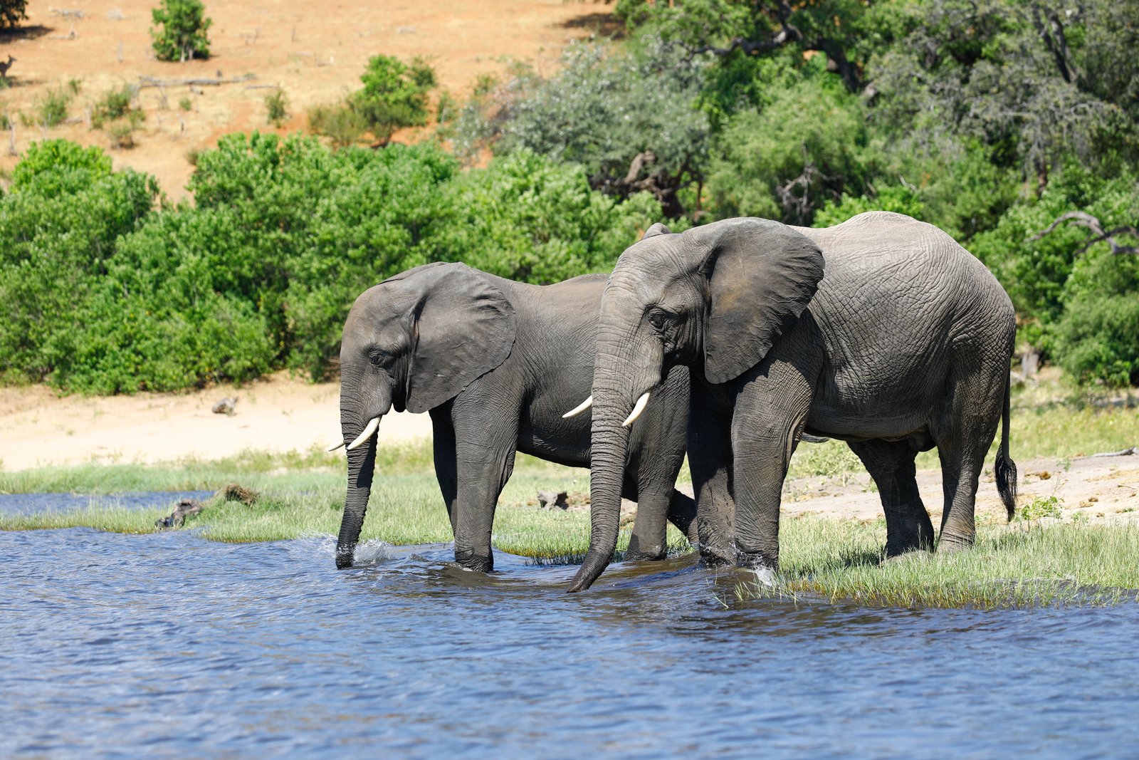 A herd of elephants grazing in Tanzania.