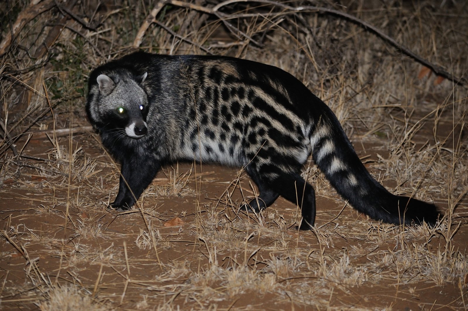 An African Civet.