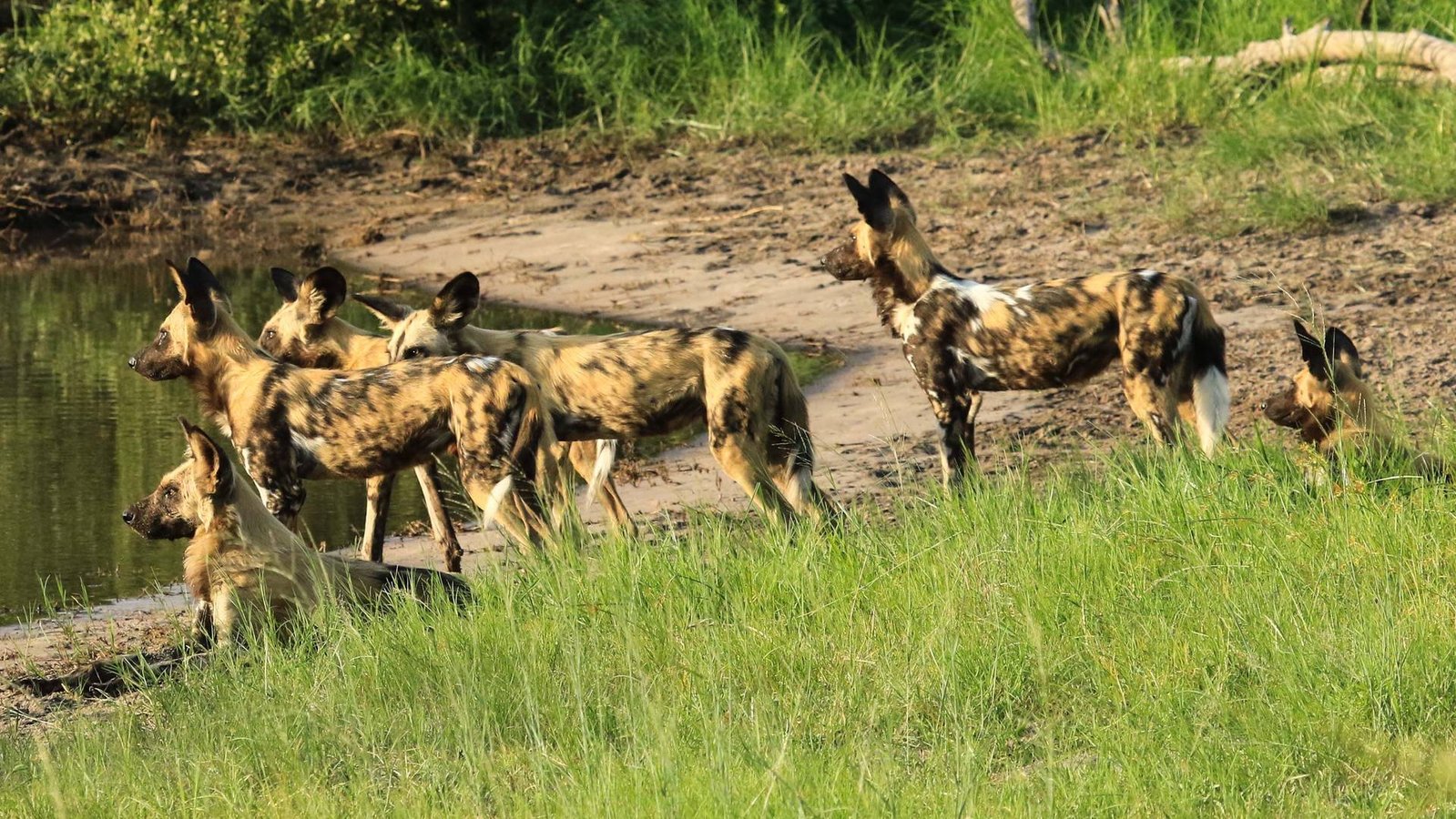 A pack of African Wild Dogs.