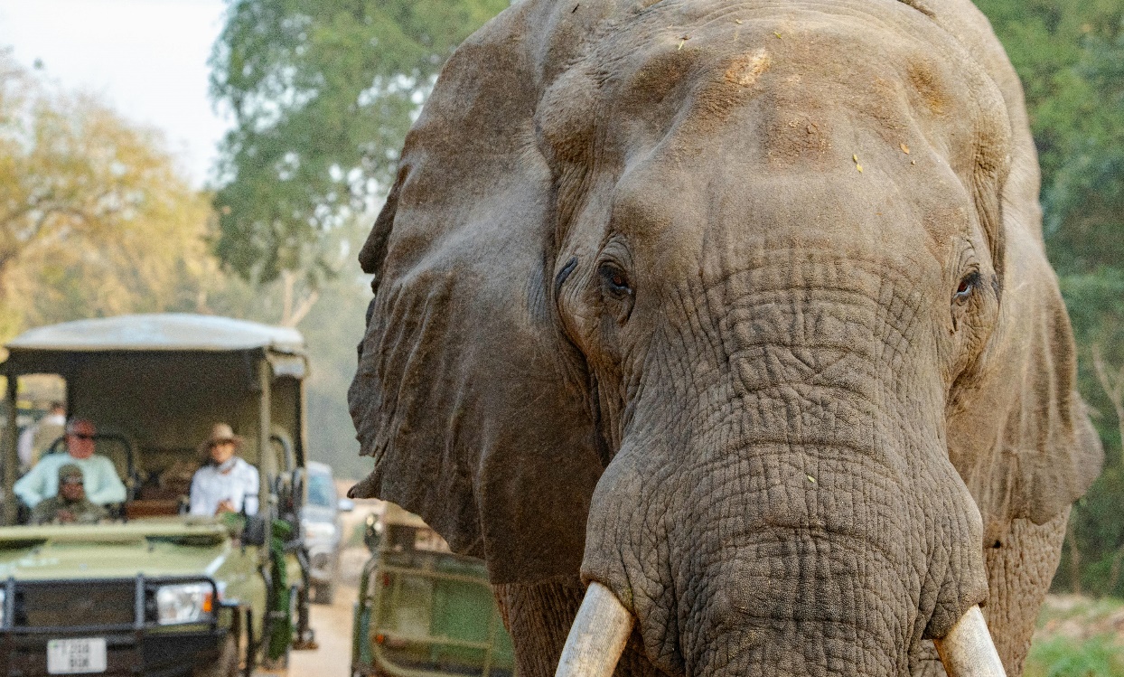 A close-up photo of an African elephant on a safari.