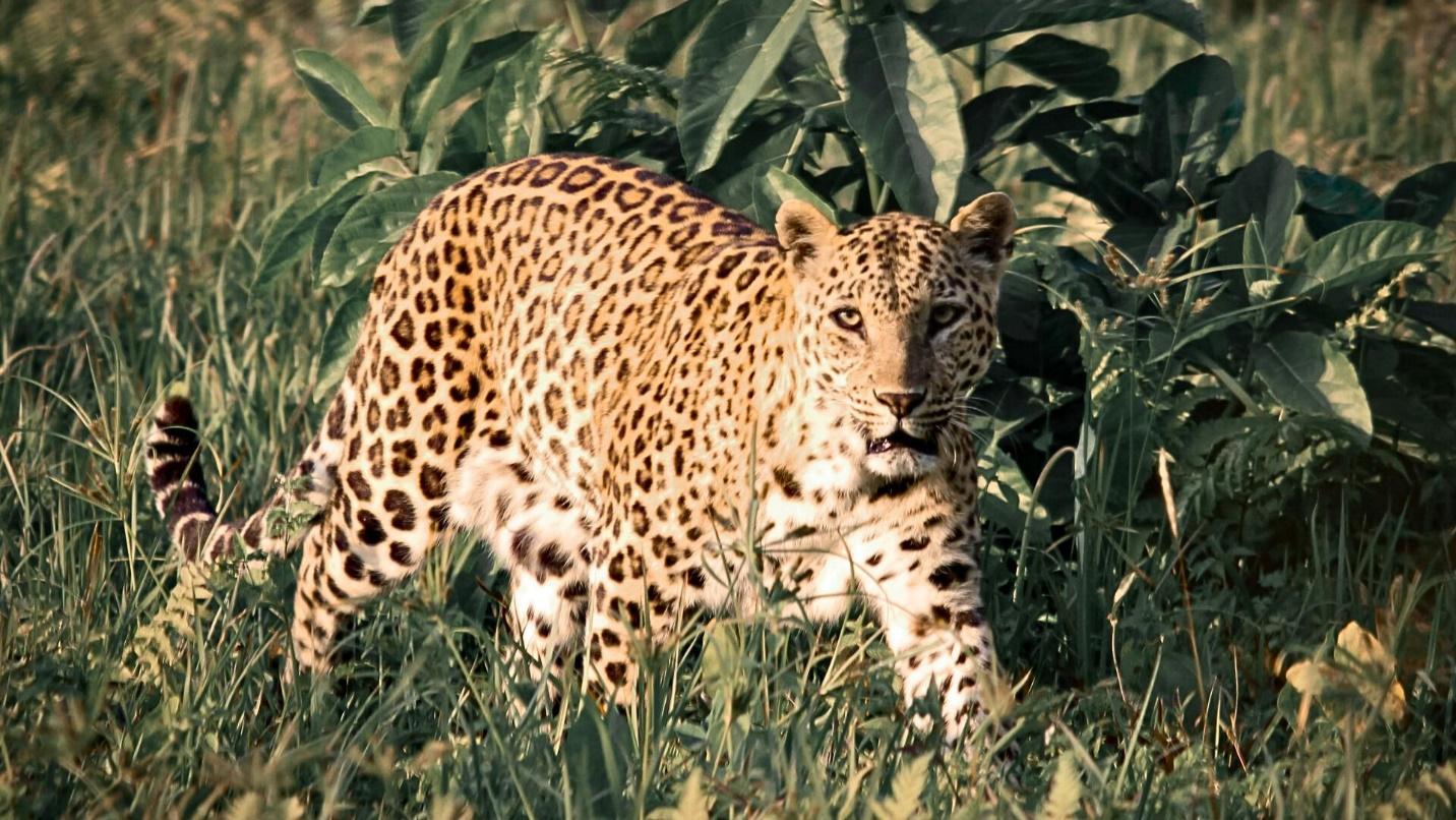 Cheetah watching around