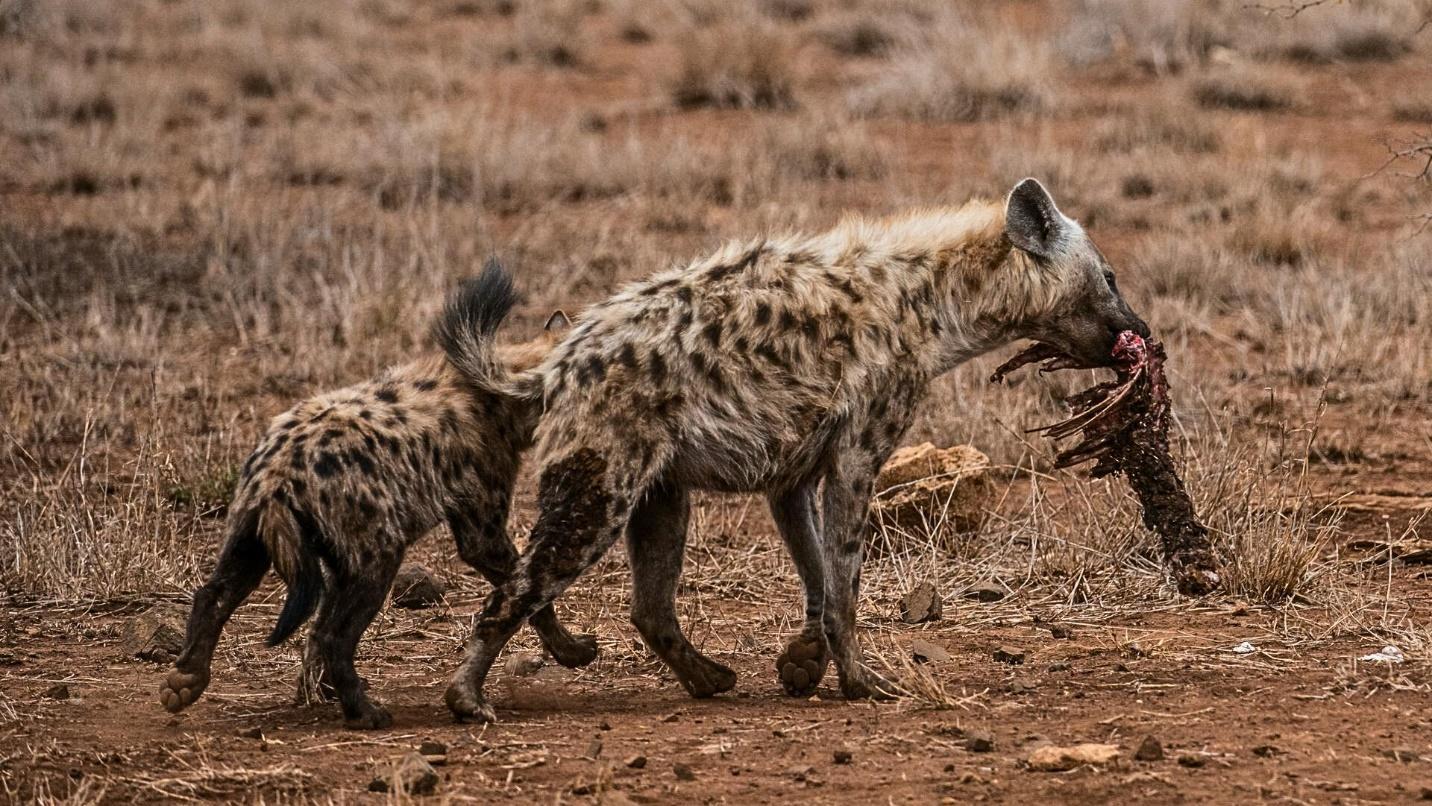 Hyena carrying meat and her cub