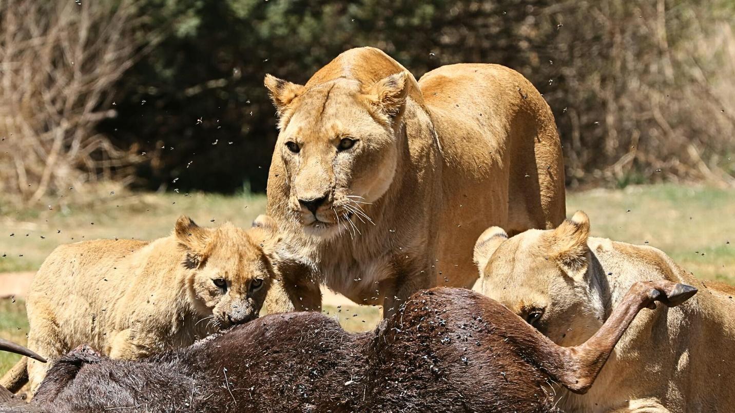 Lions eating