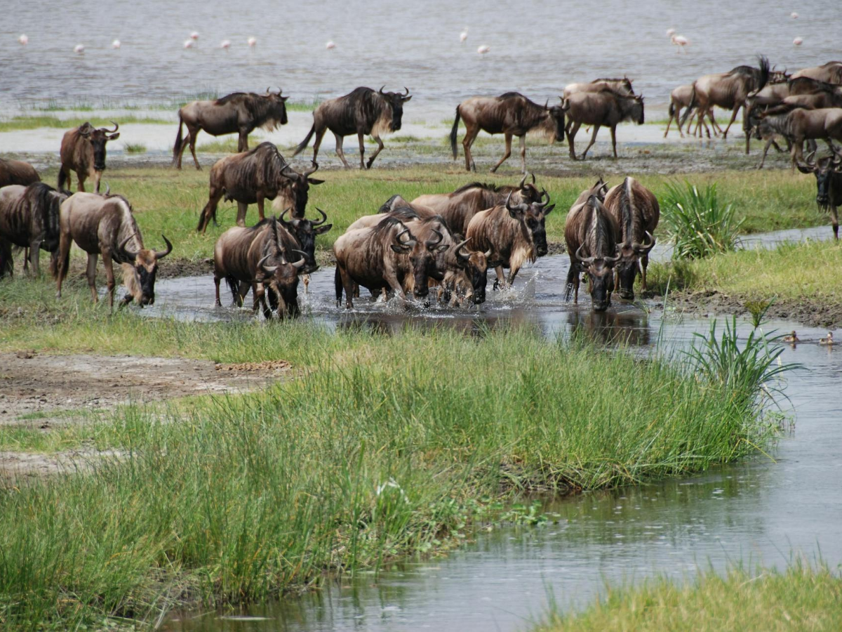 Wildbeests drinking water