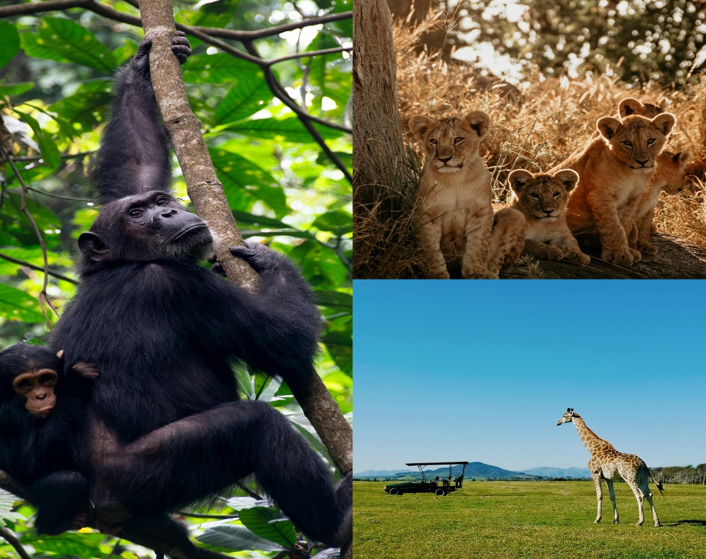 Cover Image for Savvy in Safari: Unexpected Travel Hacks to Stretch Your Tanzania Adventure