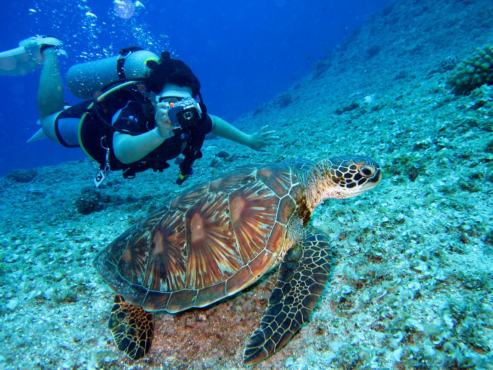 Diving at Mafia Island.