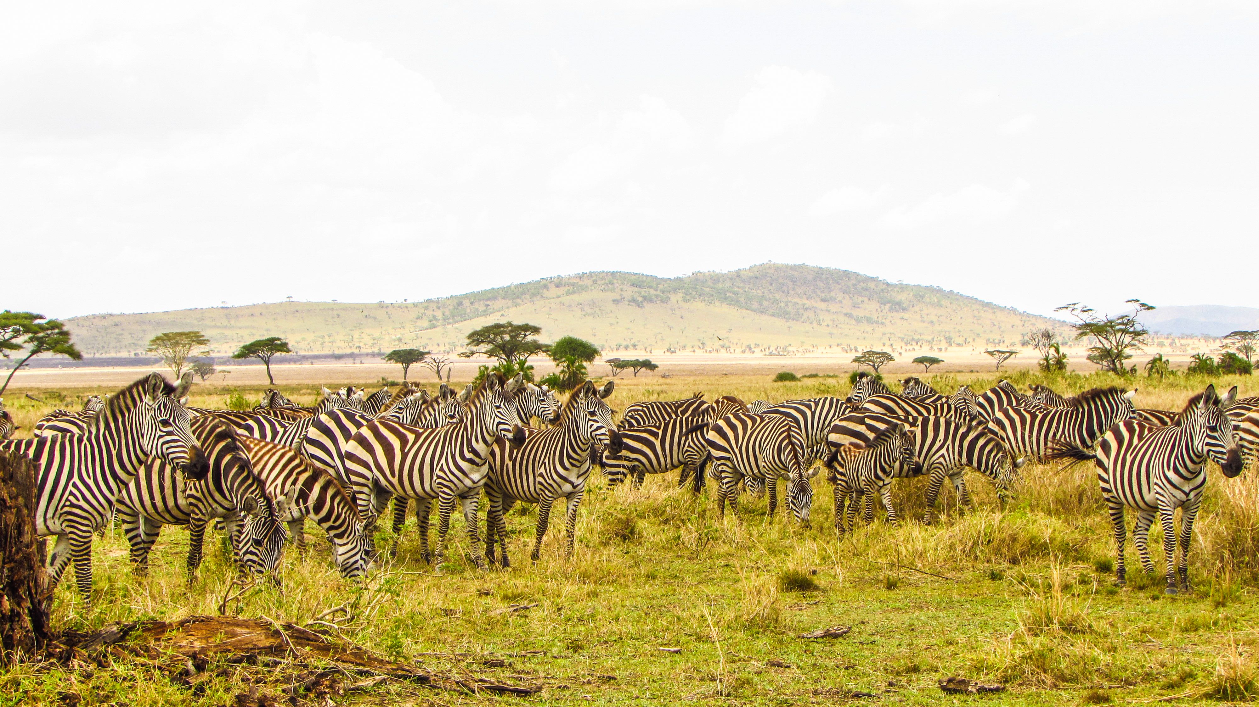 Cover Image for Is It Too Late to Book a July/August 2026 Tanzania Safari? (How to Make a Last-Minute Peak Season Trip Happen)