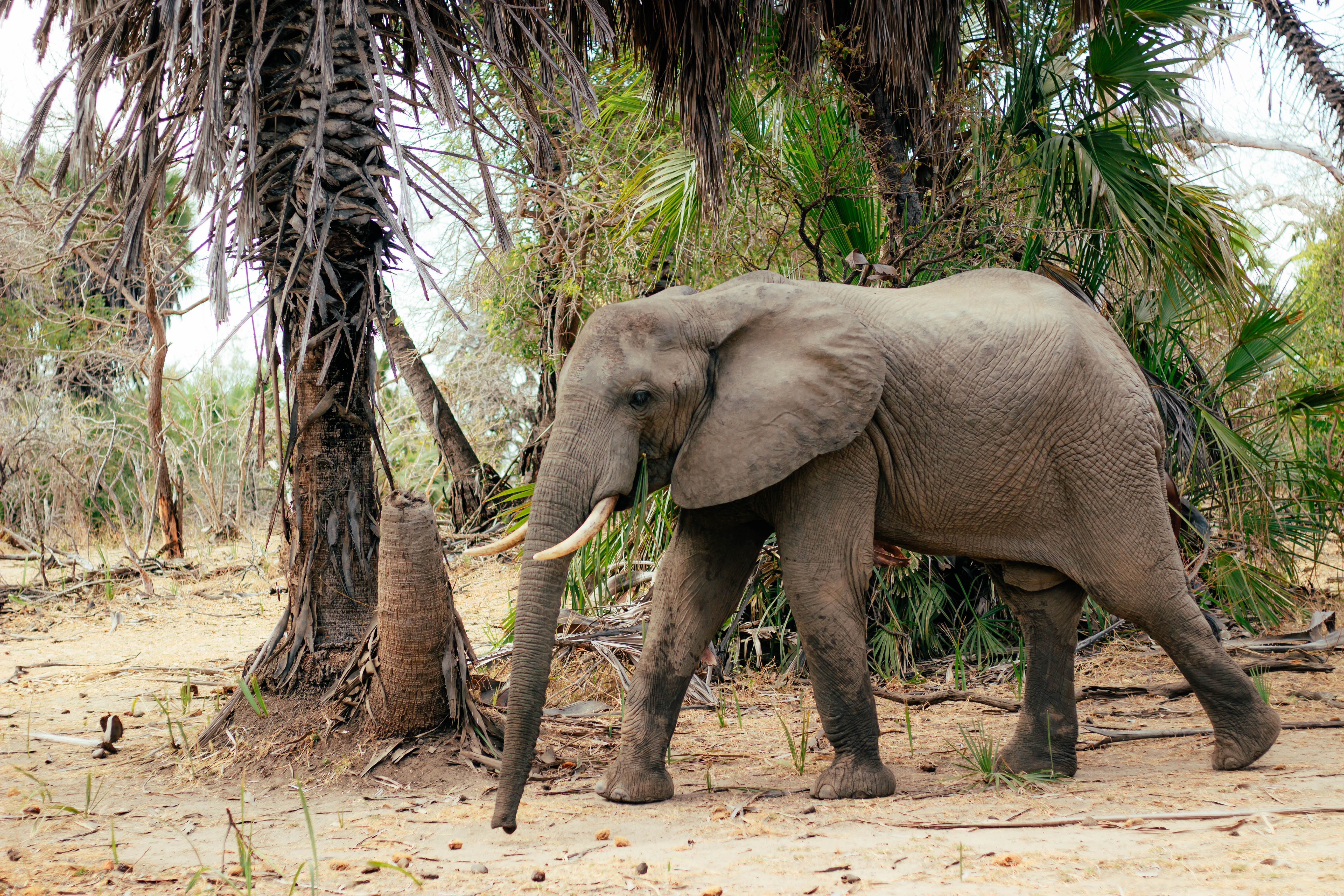 Safari vehicle watching wildlife in Nyerere National Park (Selous).