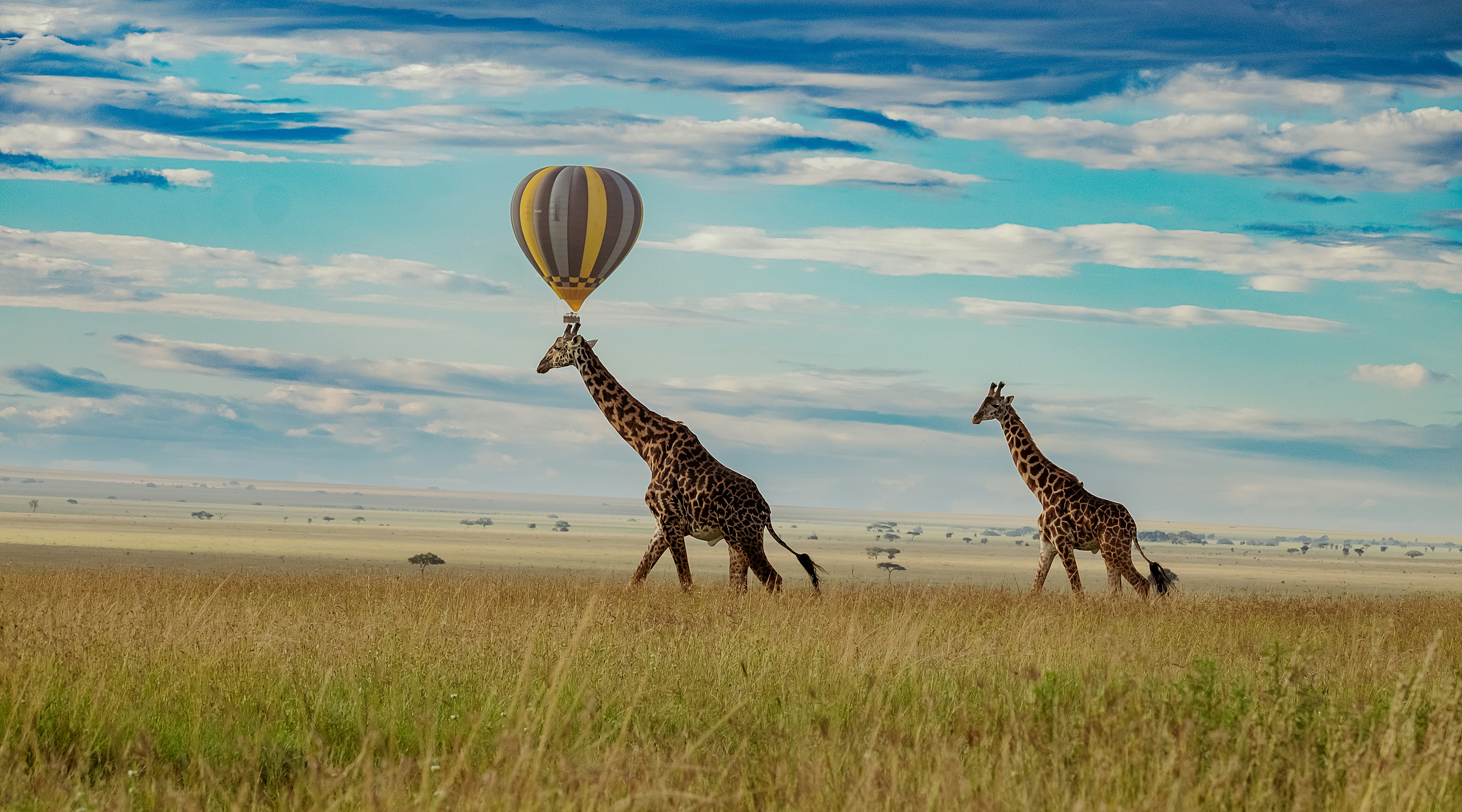 A hot air balloon at Serengeti.
