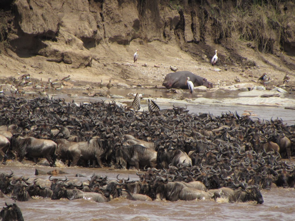Cover Image for Chasing the Crossing: The Ultimate July/August Guide to the Mara River Wildebeest Migration