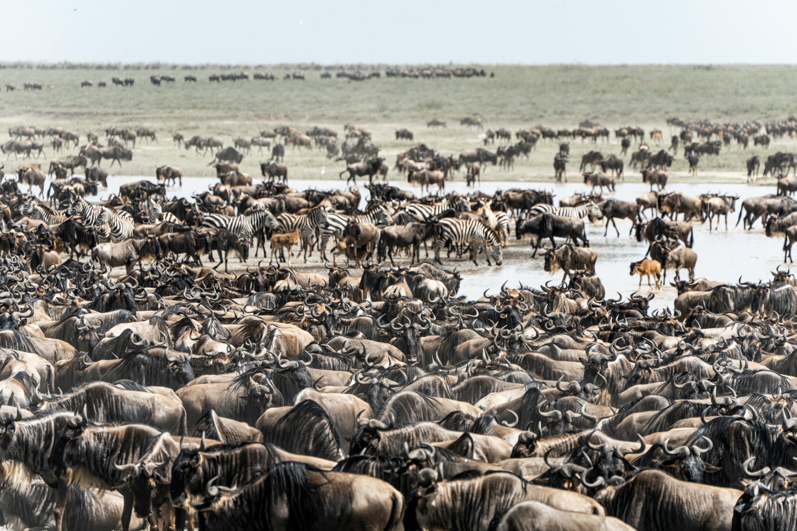 Beyond The Lens: When Human Curiosity Threatens the Great Migration