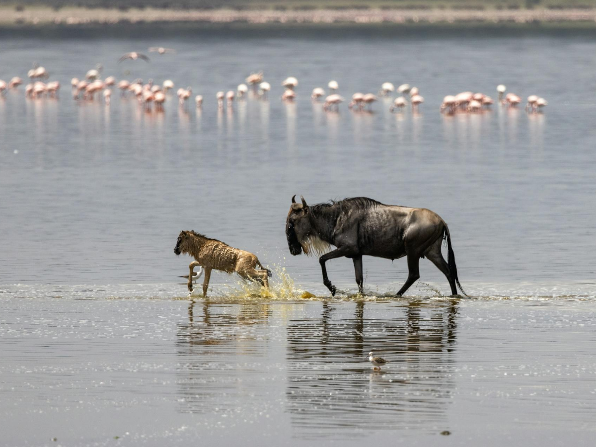 Survival at stake: A cheetah stalks a wildebeest during the Great Migration, while flamingos wade in the background—nature's raw drama unfolding in perfect balance.