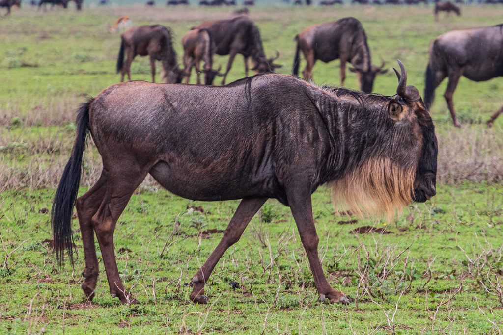 large wild beest