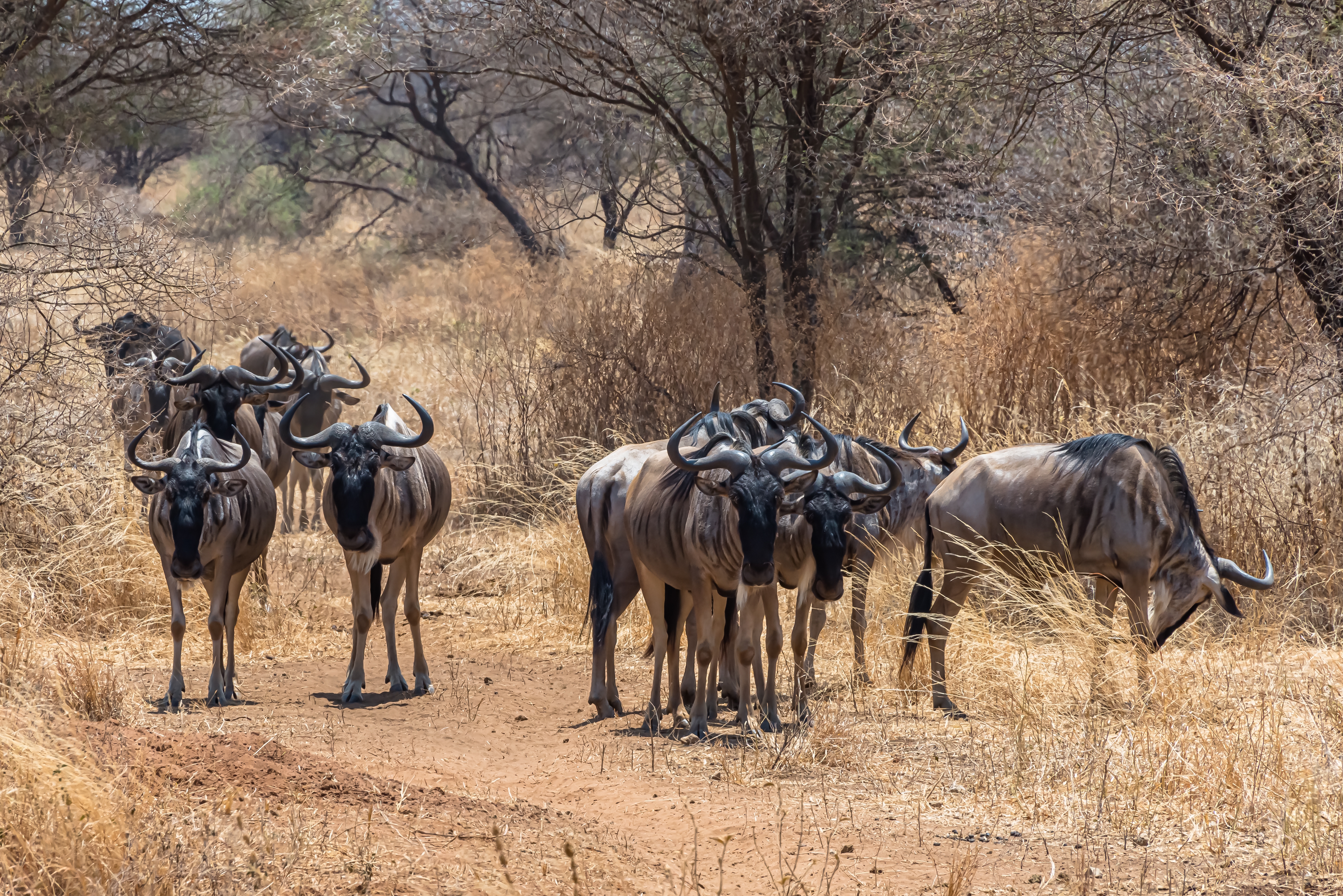 Wild beest grazing in the wild