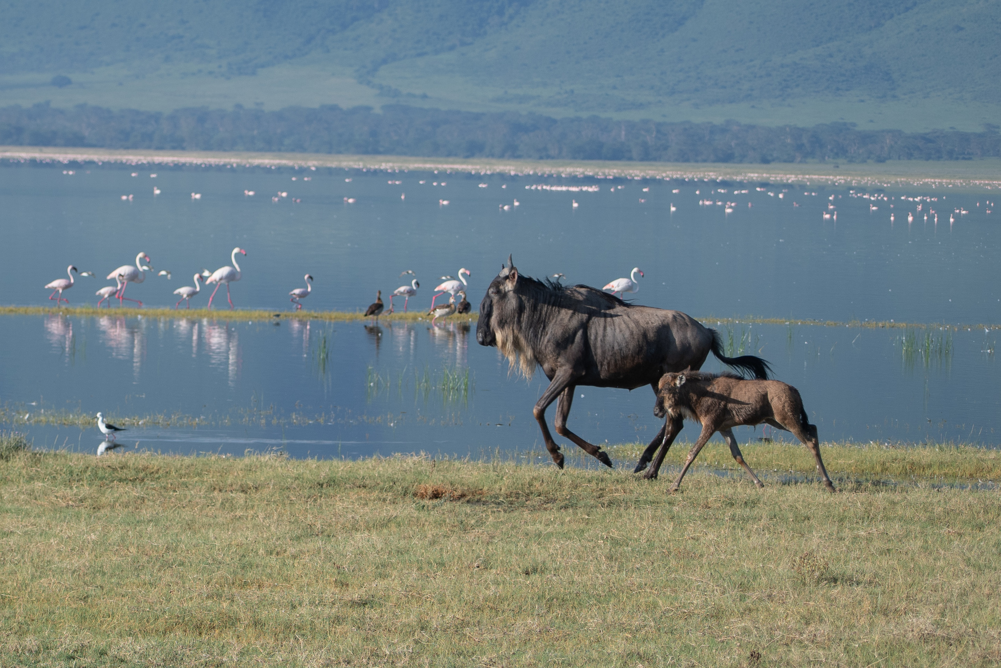 Wild beest and Calf