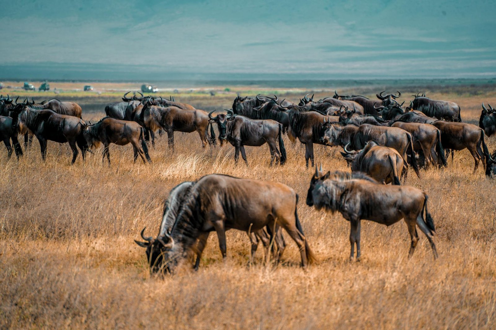 Massive wildebeest herds graze peacefully across the savanna with safari vehicles respectfully observing from a distance—responsible tourism in action.