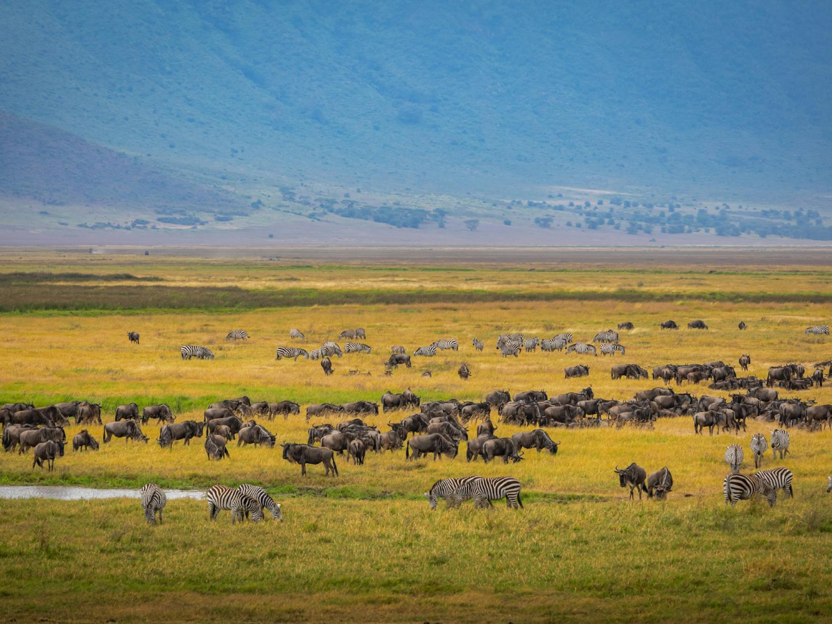 Zebras and Wild beests grazing