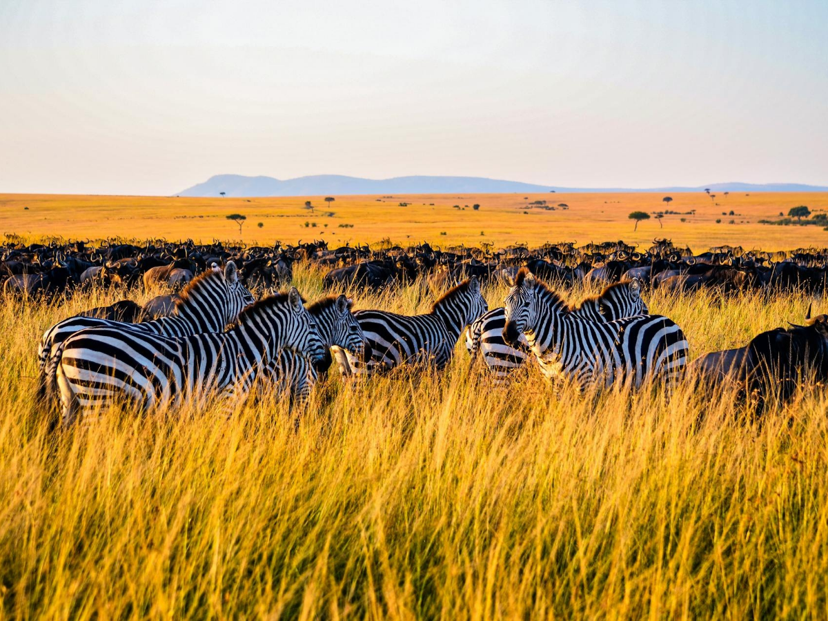 Zebras grazing.