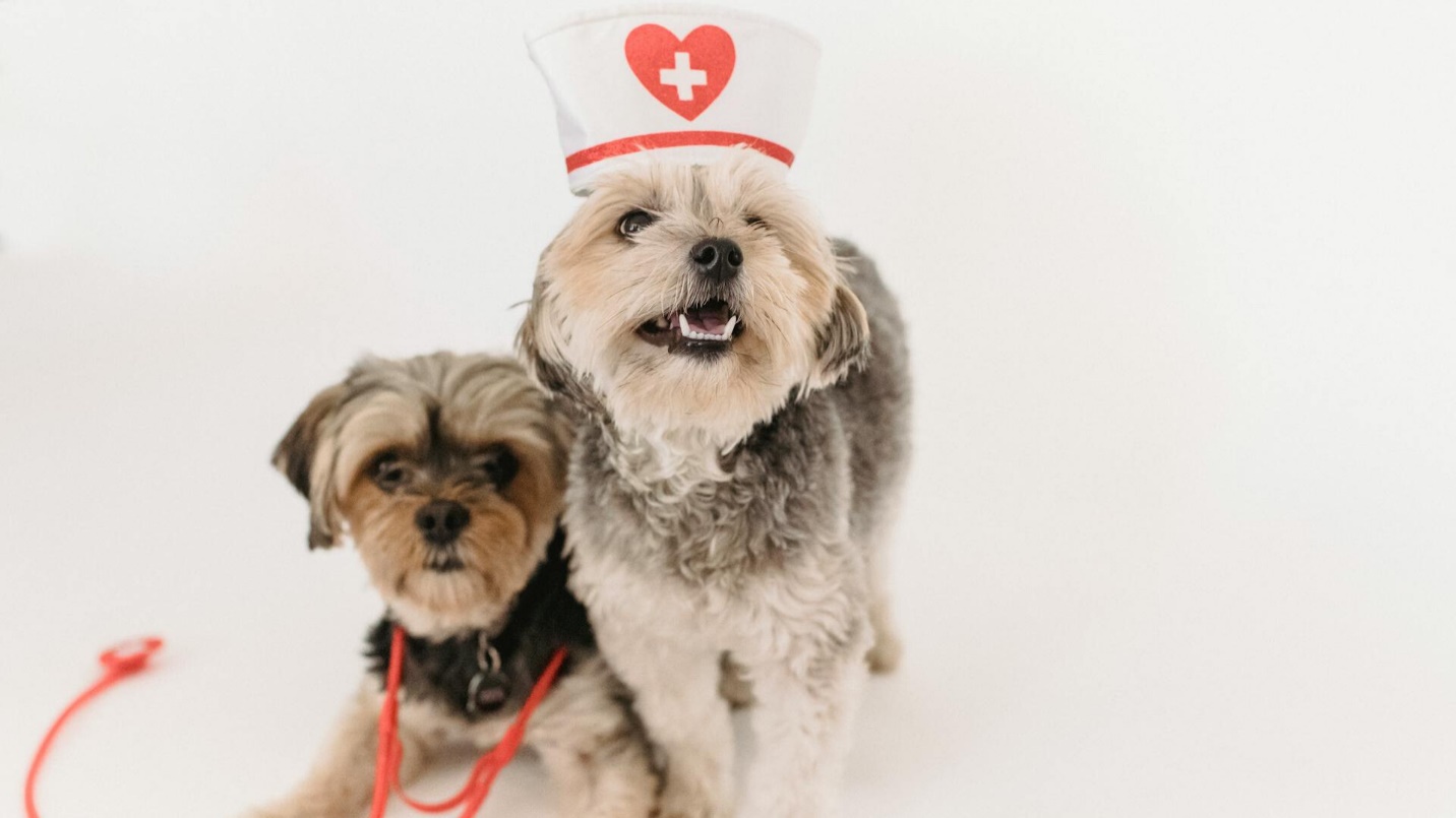 Adventure Awaits, Safely: Navigating Travel Insurance with Pre-Existing Conditions for Your Tanzania Trip (Your Guide to Worry-Free Exploration)