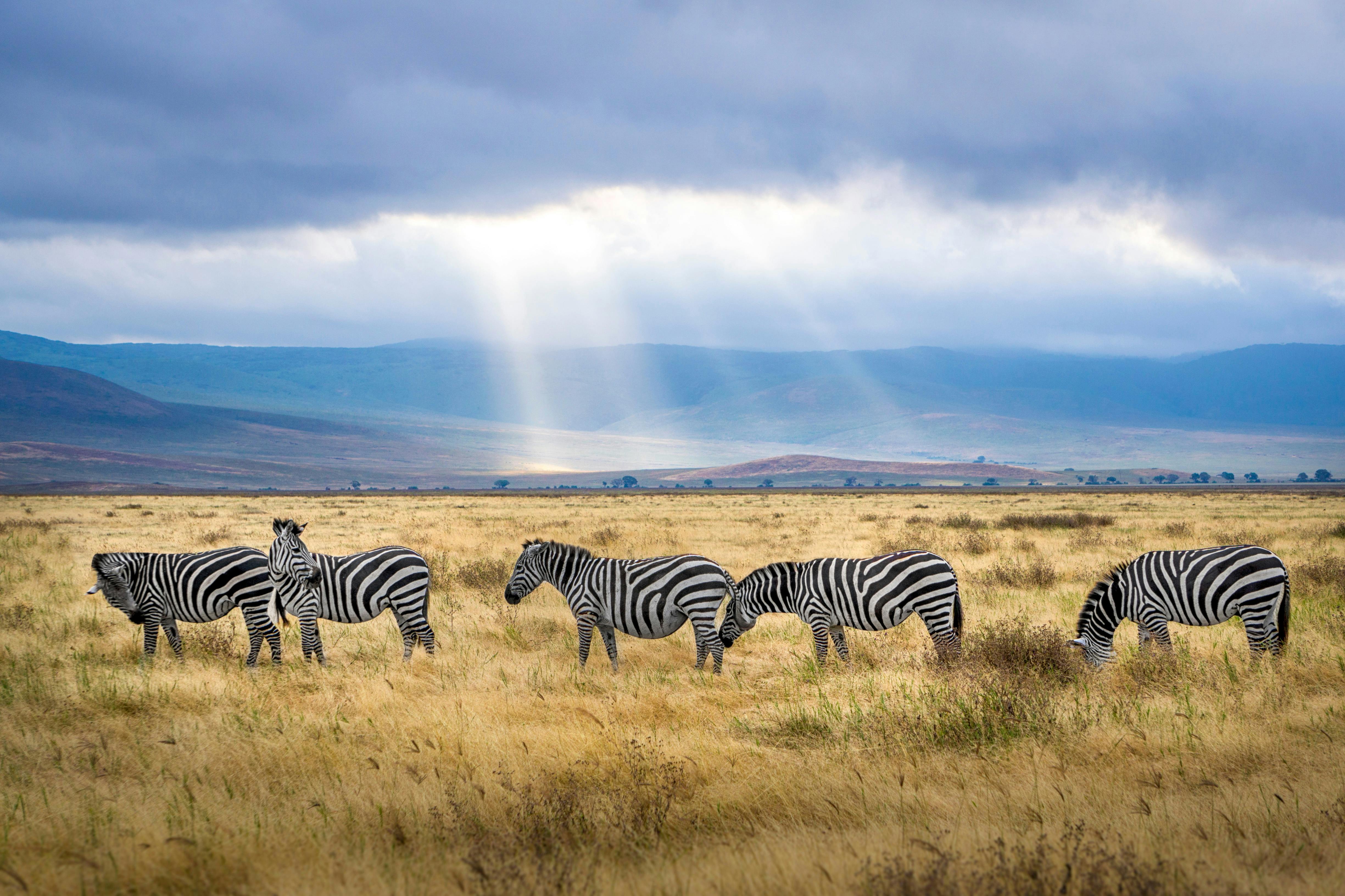 Zebras around Arusha - Credit Photo Hendrik Cornelissen