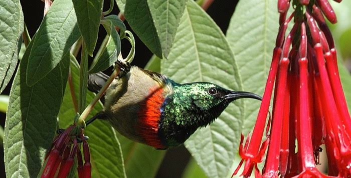 The double-collared bird found in the Usambara Mountains.
