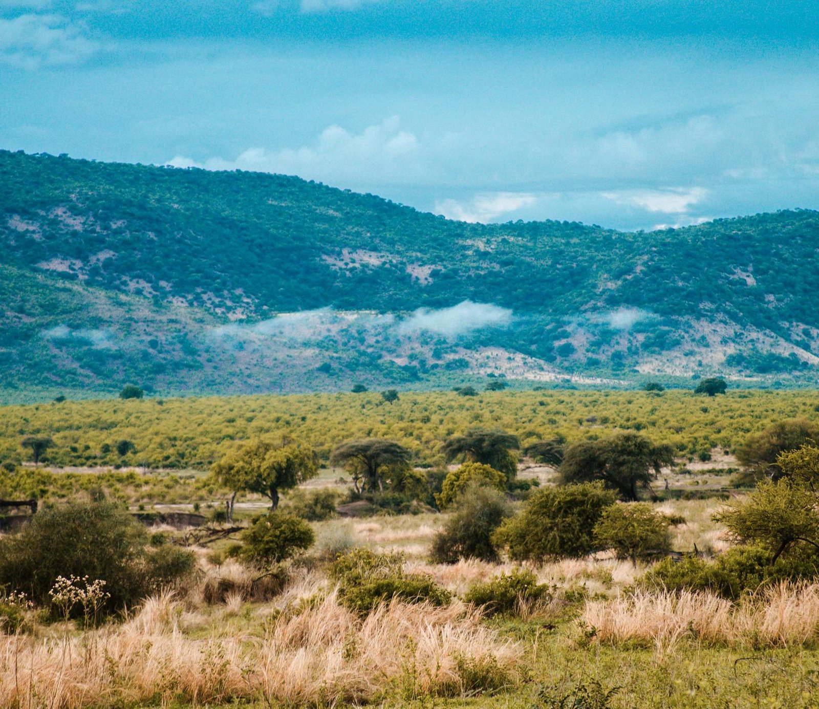 Cover Image for Misty Dreamscape: Lose Yourself in the Usambara Mountains (Tanzania’s Emerald Oasis for Hikers & Nature Lovers)