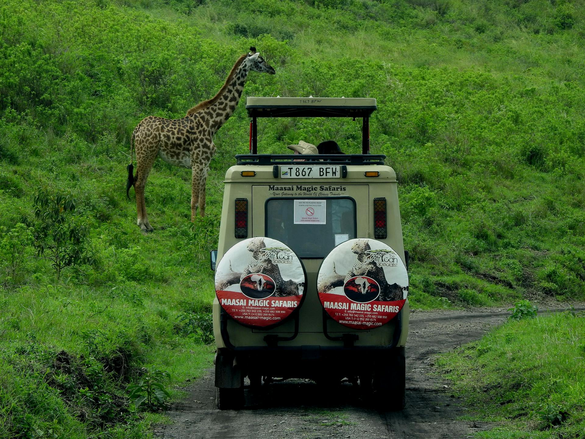 Cover Image for Golden Plains, Wilder Souls: What I Wish I Knew Before Serengeti (Your Ultimate Serengeti Guide & Prep Tips for an Unforgettable Safari)